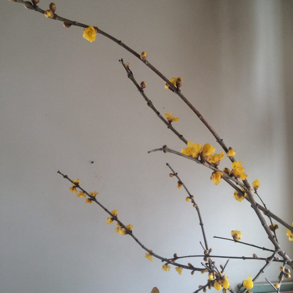 蝋梅 外の音 内の香 一田憲子 外の音 内の香 一田憲子