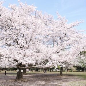井の頭公園の桜